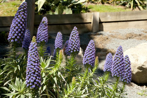 Les semences bio : pourquoi les privilégier pour son jardin ?