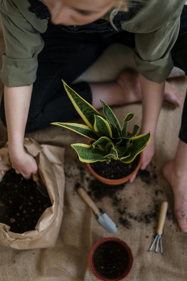 Les outils de jardinage : conseils pratiques et choix avisés